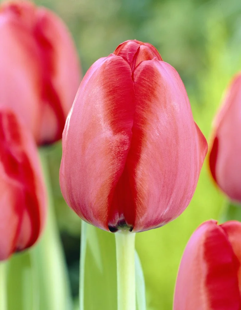 Red Impression Scarlet Red Tulip Bulbs (25 Pack) | Premium Dutch
